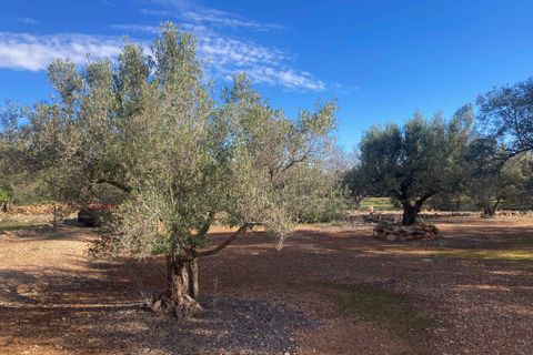 Finca i El Perello, Tarragona - foto 4